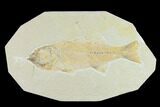 Bargain Fossil Fish (Mioplosus) - Uncommon Species #131139-1